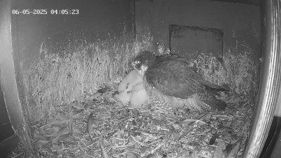 Live Webcam Wanderfalken Hohenkammer #1