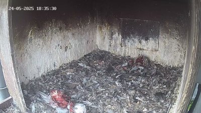 Live Webcam Wanderfalken Hohenkammer #1