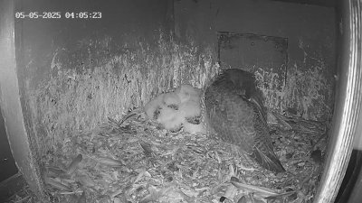 Live Webcam Wanderfalken Hohenkammer #1