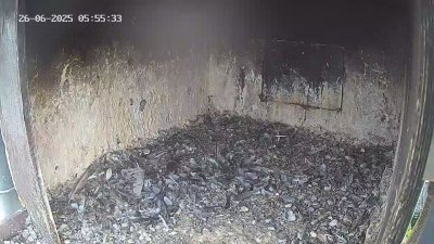 Live Webcam Wanderfalken Hohenkammer #1