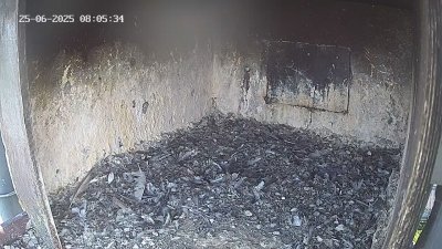 Live Webcam Wanderfalken Hohenkammer #1