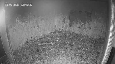 Live Webcam Wanderfalken Hohenkammer #1