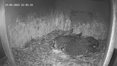 Live Webcam Wanderfalken Hohenkammer #1