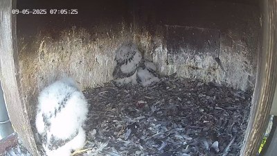 Live Webcam Wanderfalken Hohenkammer #1