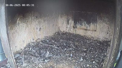 Live Webcam Wanderfalken Hohenkammer #1
