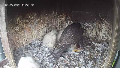 Live Webcam Wanderfalken Hohenkammer #1