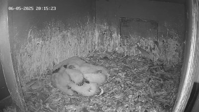Live Webcam Wanderfalken Hohenkammer #1