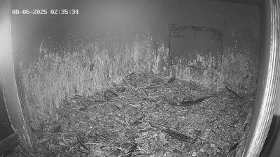 Live Webcam Wanderfalken Hohenkammer #1