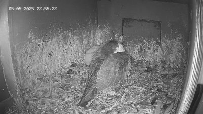 Live Webcam Wanderfalken Hohenkammer #1