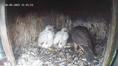 Live Webcam Wanderfalken Hohenkammer #1