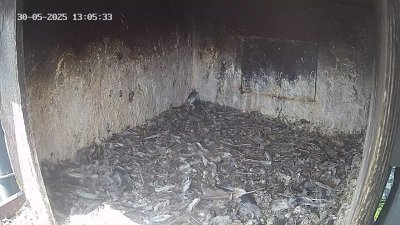 Live Webcam Wanderfalken Hohenkammer #1