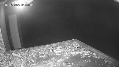 Live Webcam Wanderfalken Hohenkammer #2