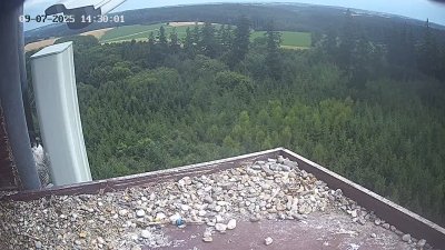 Live Webcam Wanderfalken Hohenkammer #2
