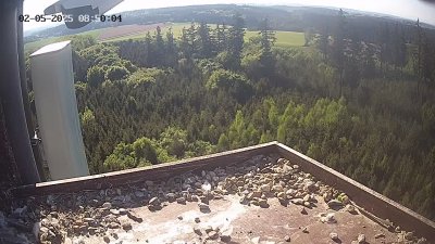 Live Webcam Wanderfalken Hohenkammer #2
