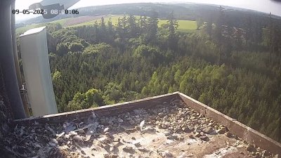 Live Webcam Wanderfalken Hohenkammer #2