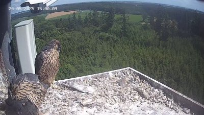 Live Webcam Wanderfalken Hohenkammer #2