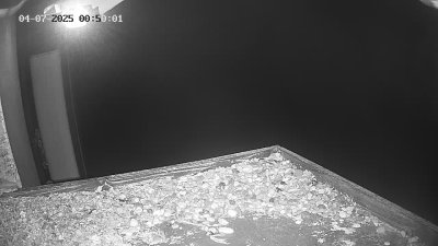 Live Webcam Wanderfalken Hohenkammer #2