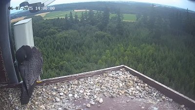 Live Webcam Wanderfalken Hohenkammer #2