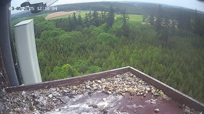Live Webcam Wanderfalken Hohenkammer #2