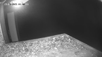 Live Webcam Wanderfalken Hohenkammer #2