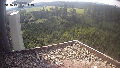 Live Webcam Wanderfalken Hohenkammer #2