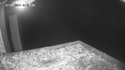 Live Webcam Wanderfalken Hohenkammer #2