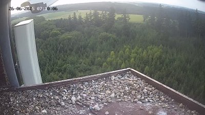 Live Webcam Wanderfalken Hohenkammer #2