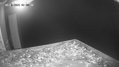 Live Webcam Wanderfalken Hohenkammer #2