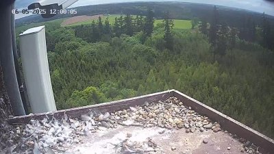 Live Webcam Wanderfalken Hohenkammer #2
