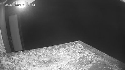 Live Webcam Wanderfalken Hohenkammer #2