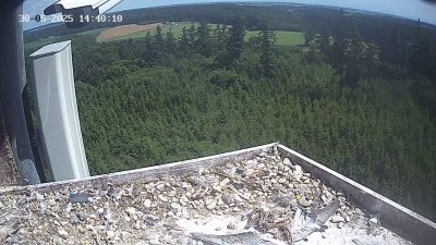 Live Webcam Wanderfalken Hohenkammer #2