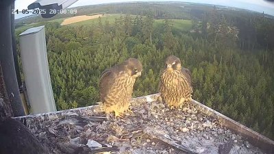 Live Webcam Wanderfalken Hohenkammer #2