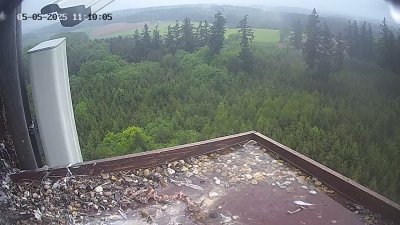Live Webcam Wanderfalken Hohenkammer #2