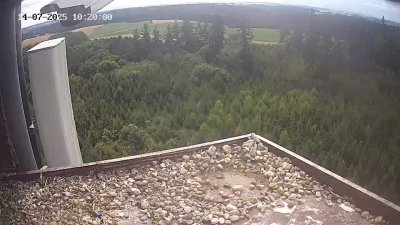Live Webcam Wanderfalken Hohenkammer #2