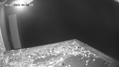 Live Webcam Wanderfalken Hohenkammer #2