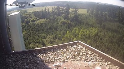 Live Webcam Wanderfalken Hohenkammer #2