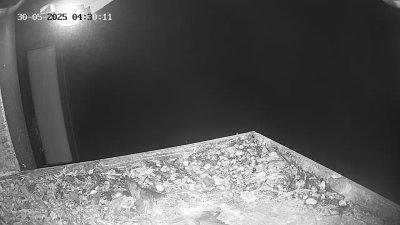 Live Webcam Wanderfalken Hohenkammer #2